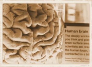 Human Brain / AI